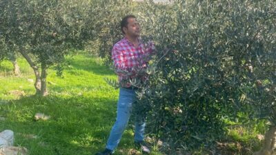 Aydın'ın Söke ilçesindeki tarım ekipleri, zeytin bahçelerinde hastalık ve zararlı