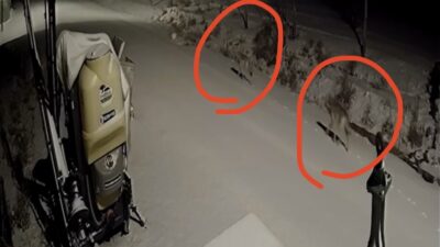 Kaman ilçesine bağlı Tepeköy’de aç kalan kurtlar, yerleşim yerine indi.