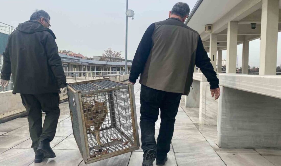 Ankara'da aç tilki, Kocatepe Camii'ne sığınarak dikkat çekti. Cami çalışanlarının
