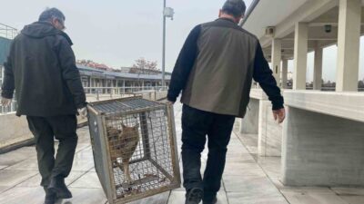 Ankara'da aç tilki, Kocatepe Camii'ne sığınarak dikkat çekti. Cami çalışanlarının