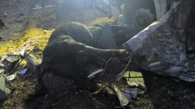 Ankara'nın Haymana ilçesinde meydana gelen kazada büyükbaş hayvan taşıyan tır