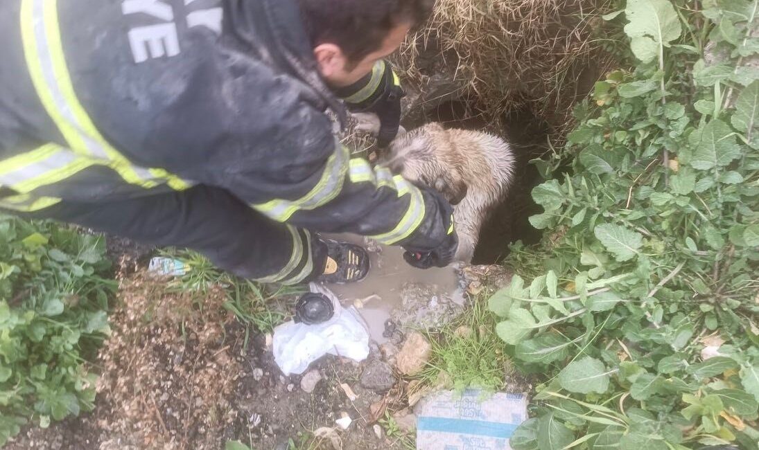 Hatay'da kuyuya düşen yavru köpek, itfaiye ekipleri tarafından kurtarılarak doğal