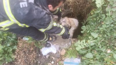 Hatay'da kuyuya düşen yavru köpek, itfaiye ekipleri tarafından kurtarılarak doğal