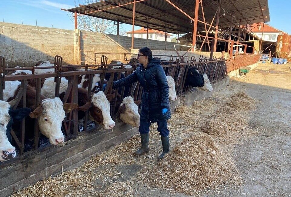 Büyükbaş hayvanlara yönelik şap aşısı çalışması başlatıldı Afyonkarahisar Başmakçı ilçesinde şap