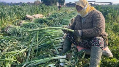 Aydın'ın Efeler ilçesinde kış sebzeleri hasat eden 70 yaşındaki Pembe