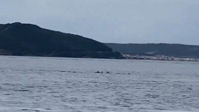 Çanakkale Boğazı'nda yunusların balık sürülerini izleyerek yaptığı gösteri vatandaşları etkiledi.