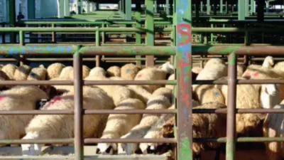 Yozgat Valiliği, çevre illerdeki hayvan pazarlarının kapalı olması nedeniyle il