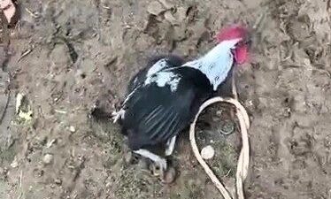 Denizli'de 6 aylık bir horoz, Mehmet Koparan tarafından bakılırken öterek