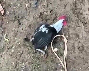 Denizli'de 6 aylık bir