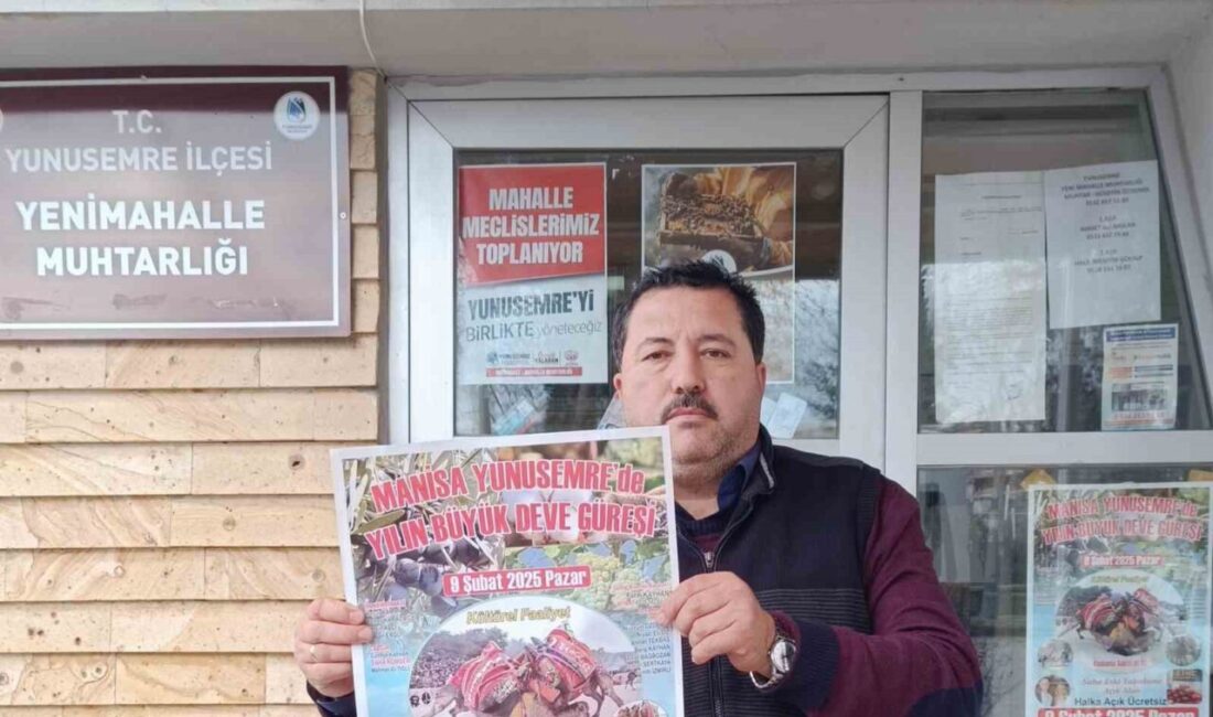 Manisa'da 30 yıl aradan sonra deve güreşi, 9 Şubat Pazar