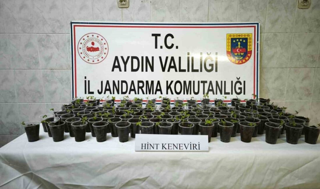 Didim'de gerçekleşen uyuşturucu operasyonunda 130 adet hint keneviri ele geçirildi.