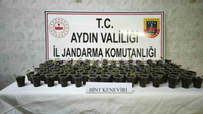 Didim'de gerçekleşen uyuşturucu operasyonunda 130 adet hint keneviri ele geçirildi.