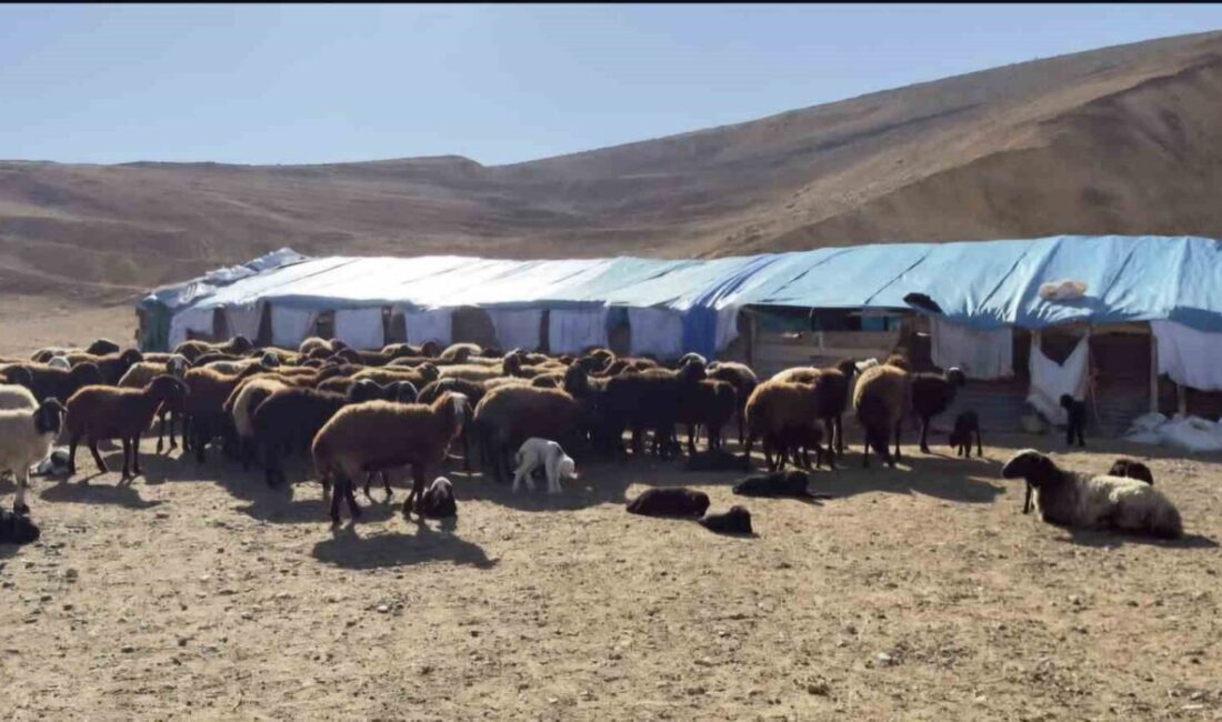 Elazığ’da şap hastalığı nedeniyle Kovancılar, Palu ve Karakoçan ilçelerinde karantina
