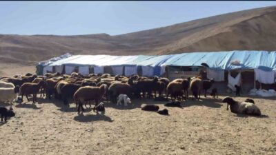 Elazığ’da şap hastalığı nedeniyle Kovancılar, Palu ve Karakoçan ilçelerinde karantina