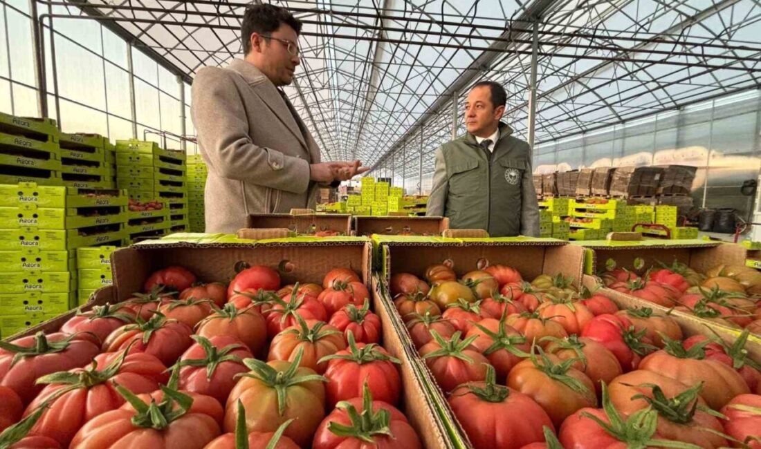 Erzincan'da düşük sıcaklıklara rağmen jeotermal seralarda sebze üretimi sürüyor. Tarım