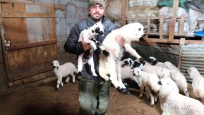 Erzincan'ın Kemah ilçesindeki Oğuz köyünde küçükbaş hayvan üreticileri, kuzu doğum