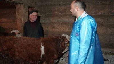 Kastamonu'daki araştırmalar, havalandırılmayan ahırlardaki küf ve mantarların hem hayvan verimini