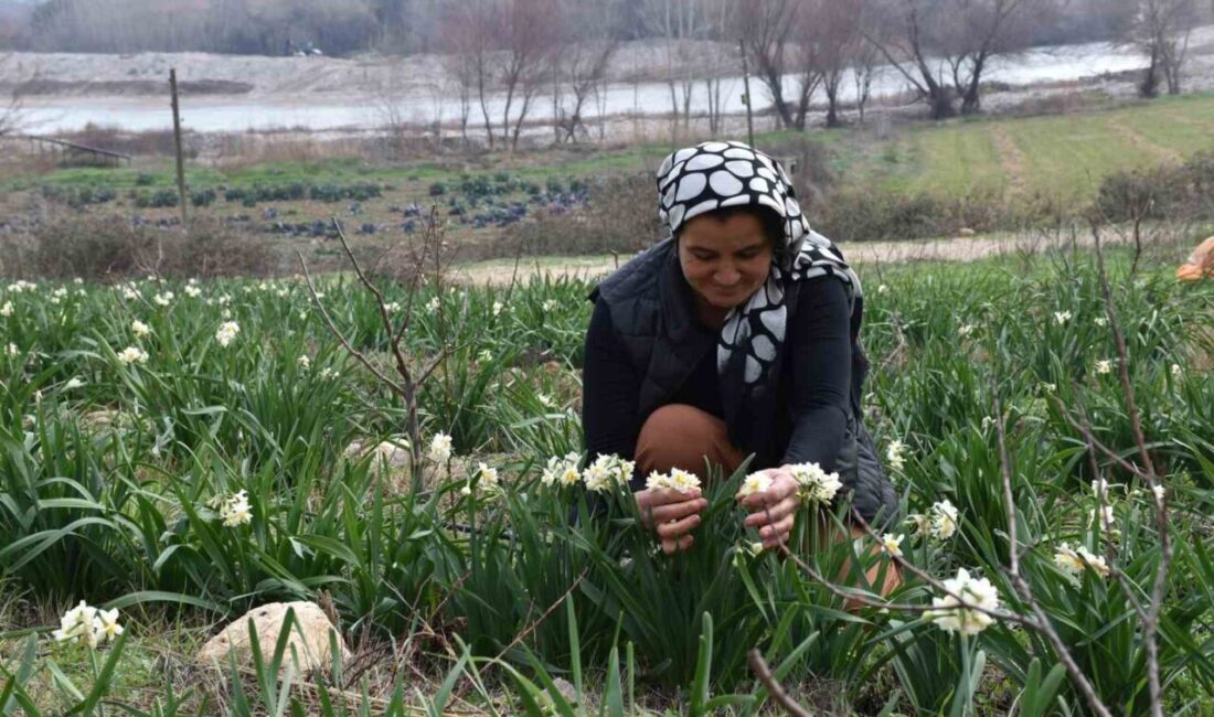 Mersin'in Mut ilçesinde yaşayan Hacer Avcı, hobi olarak başladığı nergis
