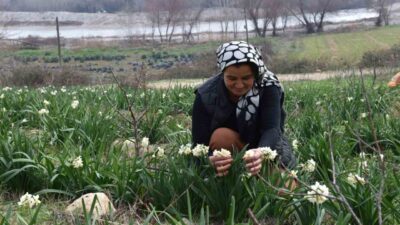 Mersin'in Mut ilçesinde yaşayan Hacer Avcı, hobi olarak başladığı nergis