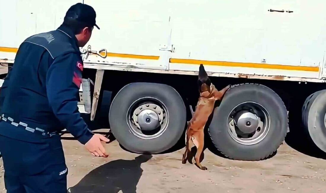 Kırıkkale'de jandarma ekipleri, "Alkış" adlı tütün tespit köpeği ile yapılan