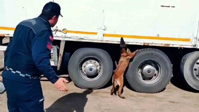 Kırıkkale'de jandarma ekipleri, "Alkış" adlı tütün tespit köpeği ile yapılan