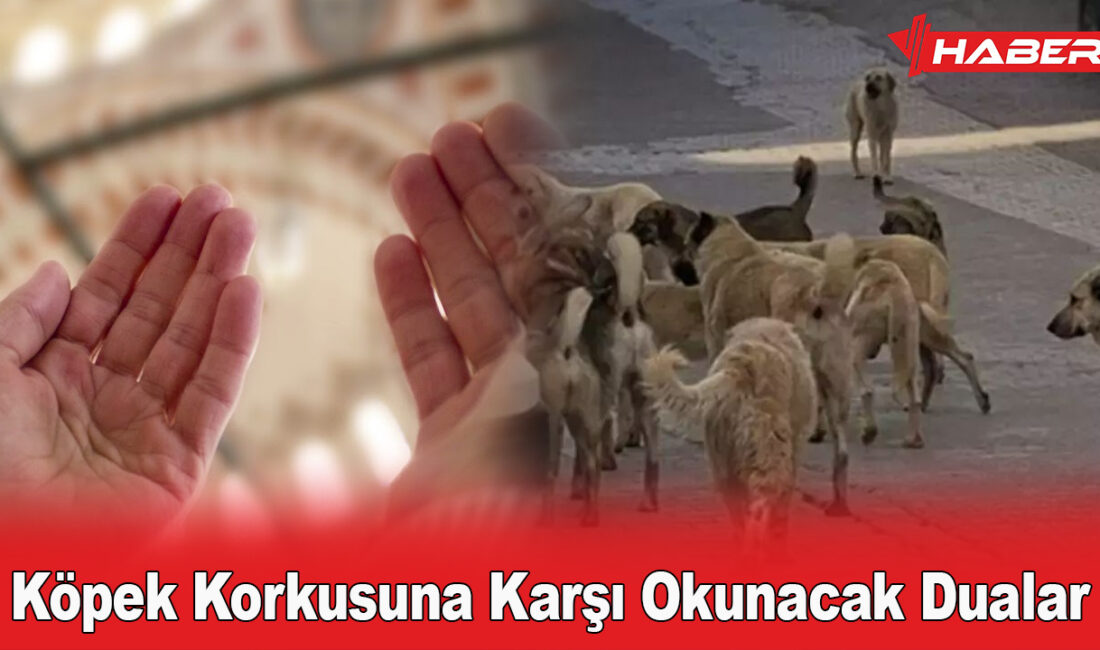 Son zamanlarda yaşanan köpek