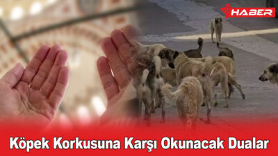 Son zamanlarda yaşanan köpek saldırıları, insanları köpeklerden korunma yolları aramaya