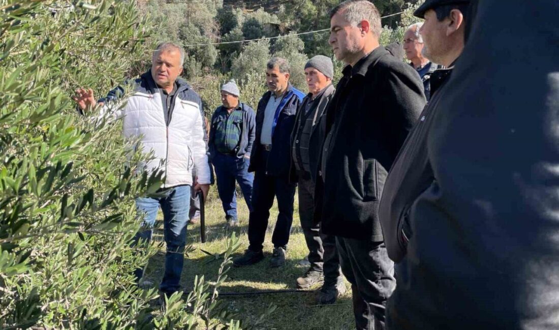 Muğla'nın Köyceğiz ilçesinde zeytin üreticilerine budama teknikleri ve zararlılar konusunda