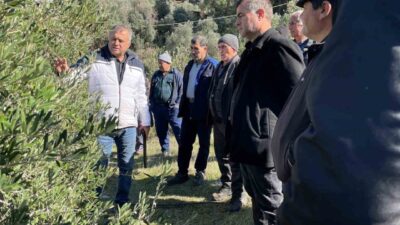 Muğla'nın Köyceğiz ilçesinde zeytin üreticilerine budama teknikleri ve zararlılar konusunda