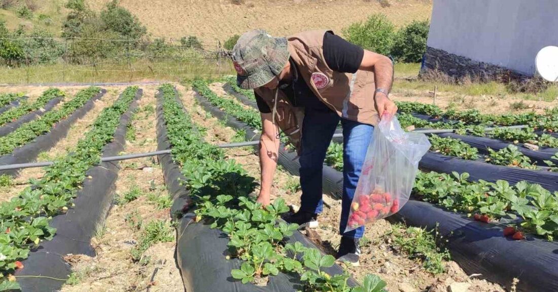 Salihli İlçe Tarım ve Orman Müdürlüğü, üreticilere yasaklı pestisit kullanmamaları