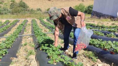 Salihli İlçe Tarım ve Orman Müdürlüğü, üreticilere yasaklı pestisit kullanmamaları