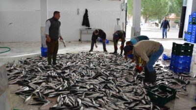 Muğla’nın Ocak 2025 ihracatı 80,5 milyon dolar olarak açıklandı. Ege