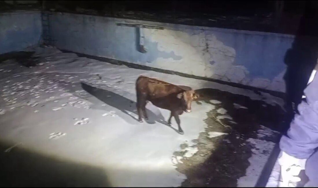 Sivas'ta sahibinden kaçarak boş havuza düşen inek AFAD ve itfaiye