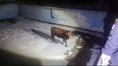 Sivas'ta sahibinden kaçarak boş havuza düşen inek AFAD ve itfaiye