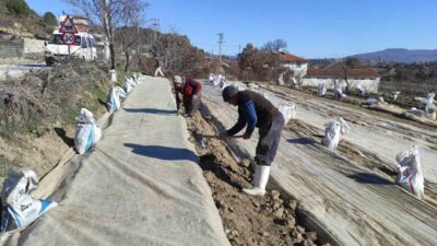 Manisa'nın Selendi ilçesinde tütün üretimi yeniden artış gösteriyor. Selendi Ziraat