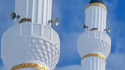 Yozgat’ta minarenin şerefesinde dolaşan tilki görenleri hayrete düşürdü.