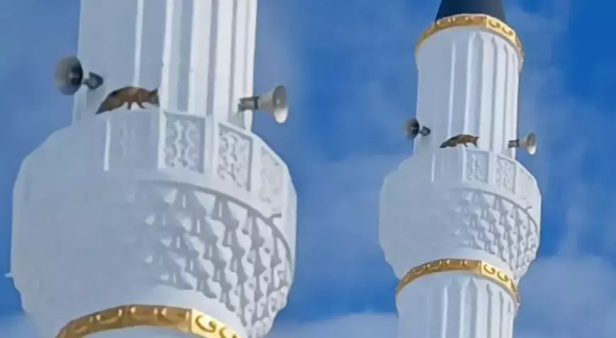 Yozgat’ta minarenin şerefesinde dolaşan tilki görenleri hayrete düşürdü.