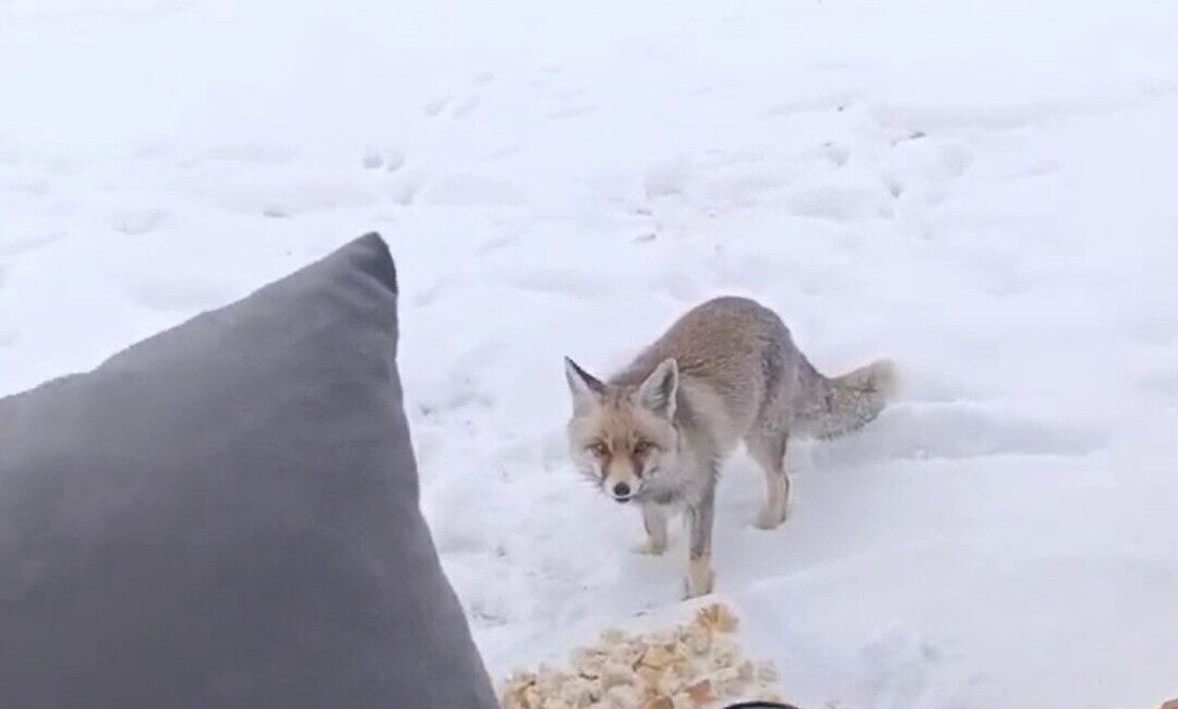 Yozgat'ın Aydıncık ilçesinde Zeki Aksoy, yoğun kar yağışı sırasında kamp