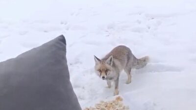 Yozgat'ın Aydıncık ilçesinde Zeki Aksoy, yoğun kar yağışı sırasında kamp