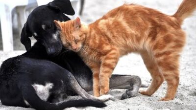 Yerköy Kaymakamlığı, sahipli hayvanların sokağa terk edilmesiyle ilgili vatandaşları uyardı.