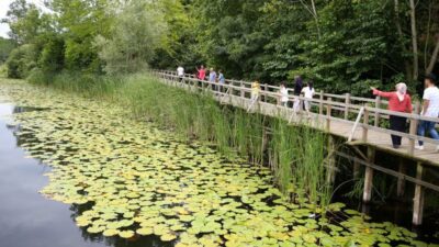 Acarlar Longozu, Türkiye'nin en büyük longoz ormanlarından biri olup, Sakarya