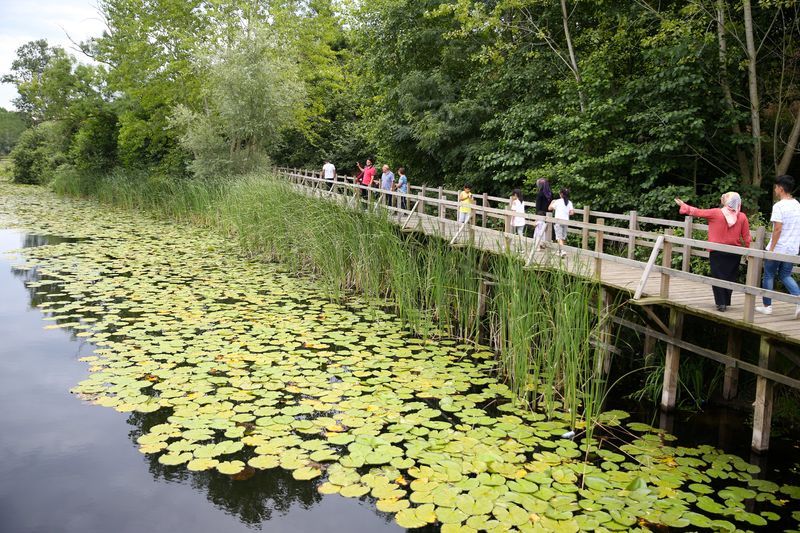 Acarlar Longozu, Türkiye'nin en büyük longoz ormanlarından biri olup, Sakarya