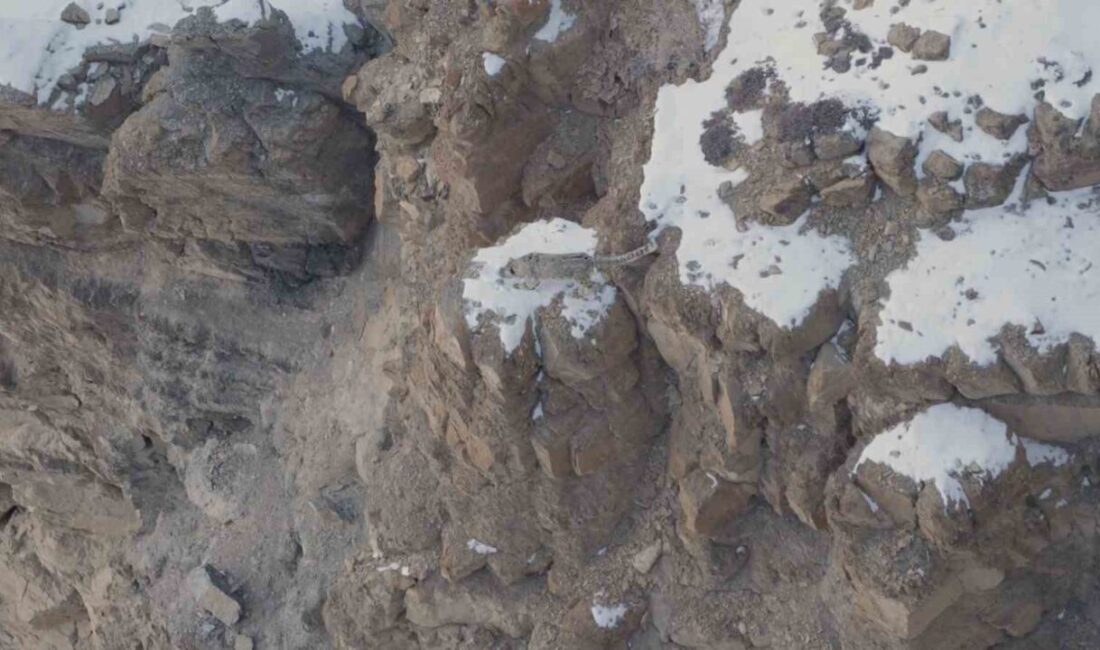 Doğanay Vural, Himalaya Dağları'nda 16 günlük macerasında Kar Leoparı'nı gözlemlemeyi