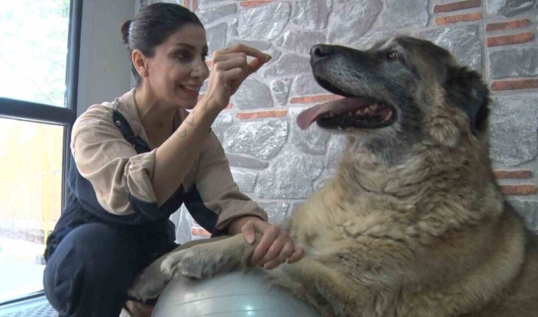 Aşırı kilolu Duman isimli köpek, özel spor programı sayesinde sağlığına