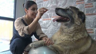 Aşırı kilolu Duman isimli köpek, özel spor programı sayesinde sağlığına