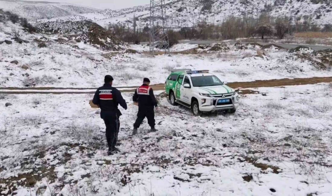 Yozgat'ın Şefaatli ilçesinde Jandarma Komutanlığı ekipleri, doğadaki yaban hayvanlarını açlıktan