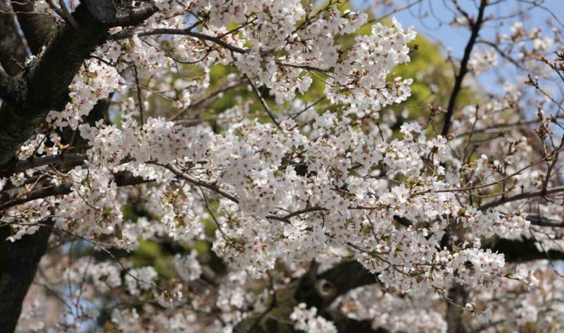 Tokyo'da bulunan Asakusa semtindeki Sumida Parkı, ziyaretçilerine muhteşem bir Sakuralar