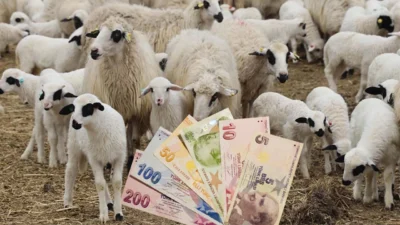 Yerköy İlçe Tarım ve Orman Müdürlüğü, 2025 yılı kuzu ve