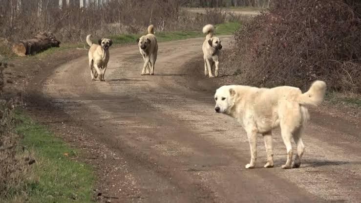 Kaymakamlıklar, sahipli hayvanlarını başıboş bırakan vatandaşları uyardı. Yapılan açıklamada, 5199