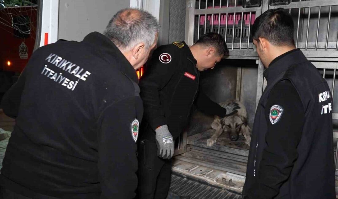 Sirenler bu kez yaralı köpek için çaldı Kırıkkale'de otomobilin çarptığı köpek,